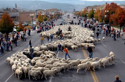 A large flock of sheep being herded down a busy street, surrounded by onlookers and colorful autumn trees.