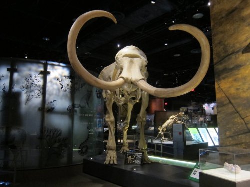 A large mammoth skeleton with prominent tusks displayed in a museum exhibit.