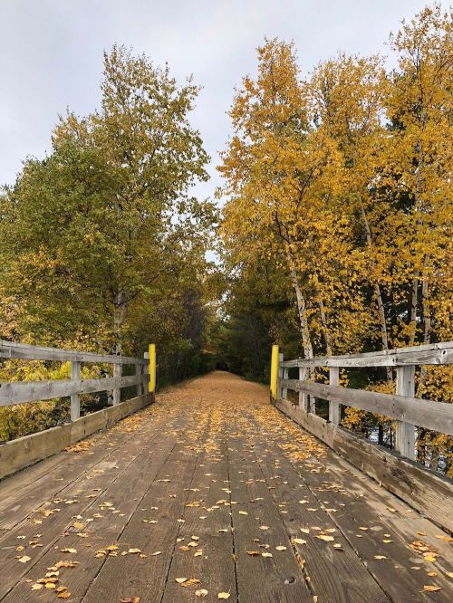 A wooden bridge lined with trees, covered in autumn leaves, leading into a serene, colorful landscape.