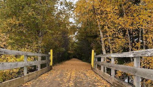 A wooden bridge surrounded by trees with vibrant yellow leaves, leading down a peaceful, leaf-covered path.