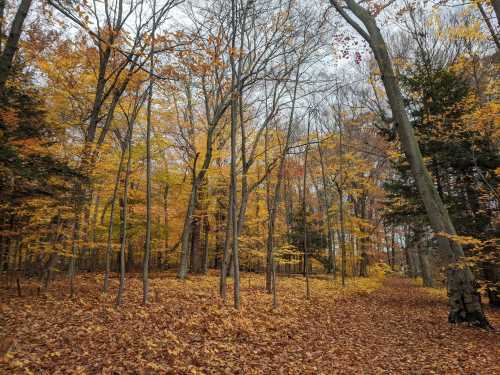 A serene forest scene in autumn, with vibrant yellow and orange leaves covering the ground and trees.