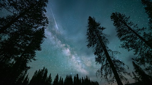 A starry night sky with the Milky Way and a shooting star, framed by tall pine trees.