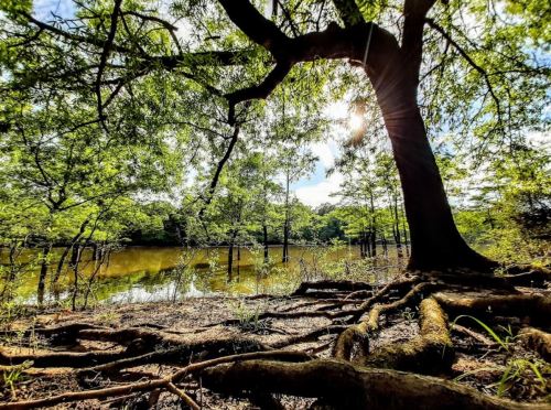 A serene landscape featuring a large tree with sprawling roots, overlooking a calm pond surrounded by lush greenery.