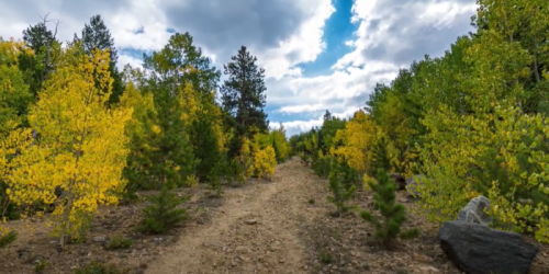 A dirt path winds through a forest with vibrant yellow and green trees under a cloudy sky.