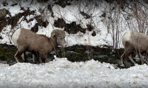 Two bighorn sheep grazing near a snowy landscape with sparse vegetation.