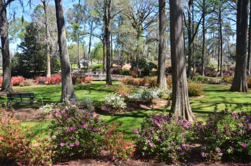 A vibrant garden with colorful flowers, tall trees, and a peaceful green lawn, creating a serene outdoor space.