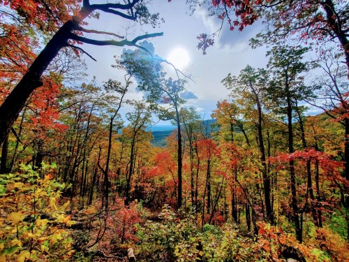 A vibrant autumn forest with colorful leaves, under a bright sun and a clear blue sky.