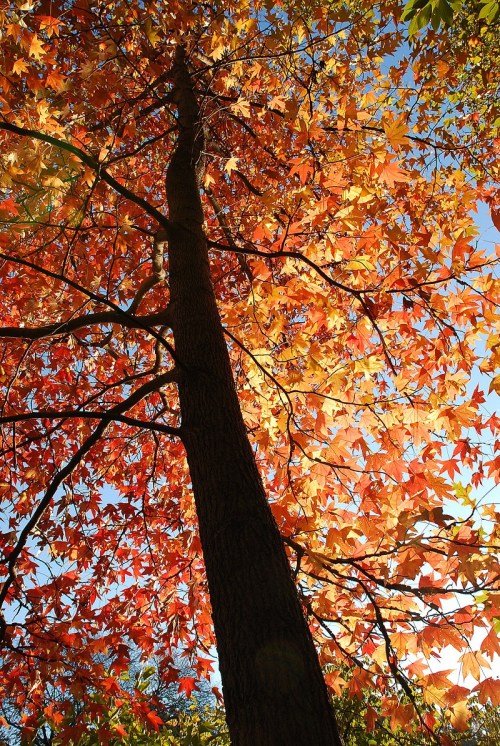 A tall tree with vibrant orange and yellow leaves against a clear blue sky, illuminated by sunlight.