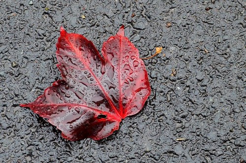 A vibrant red leaf with raindrops rests on a wet, dark pavement.