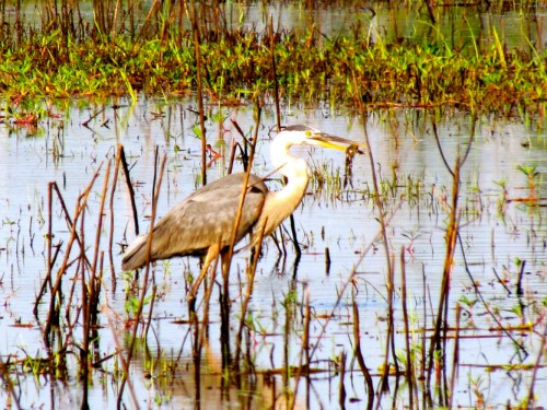 A heron stands in shallow water, holding a fish in its beak, surrounded by tall grasses and reflections in the water.