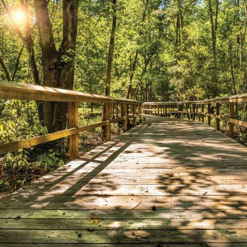 A wooden boardwalk winding through a lush green forest, dappled sunlight filtering through the trees.