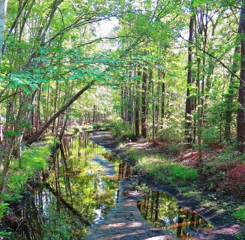A serene forest scene with a narrow creek reflecting trees and greenery under bright sunlight.