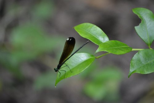 A black-winged dragonfly perched on a green leaf in a natural setting.