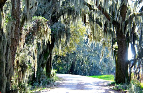 A serene dirt road lined with trees draped in Spanish moss, creating a tranquil, shaded pathway.