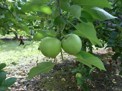 Two green apples hanging from a tree branch, surrounded by lush green leaves.
