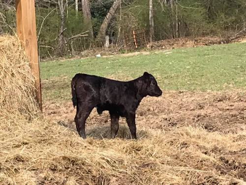 A black calf stands in a grassy field near a haystack, surrounded by trees and a fence in the background.