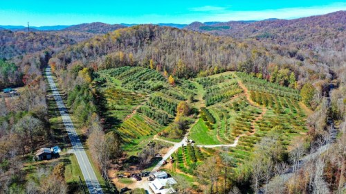 Aerial view of a lush, terraced orchard surrounded by autumn-colored hills and a winding road.