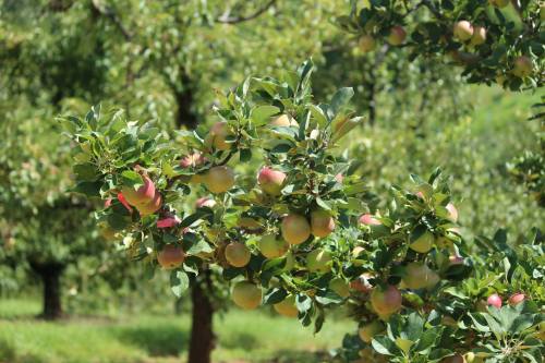 A close-up of an apple tree branch with green and red apples among lush green leaves.