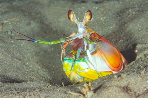 A colorful mantis shrimp emerging from its burrow on the ocean floor, showcasing vibrant hues and large eyes.