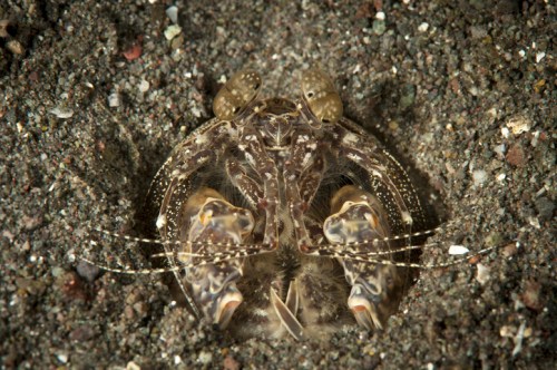 A close-up of a shrimp-like creature partially buried in sandy substrate, showcasing its detailed features and textures.