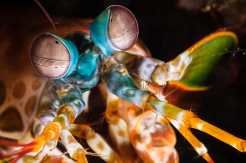 A close-up of a colorful mantis shrimp with large, vibrant eyes and intricate body patterns.