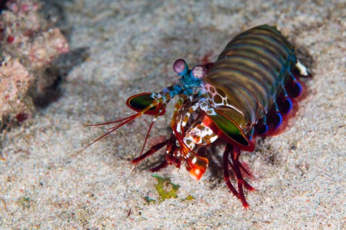 A colorful mantis shrimp with vibrant eyes and antennae, resting on sandy ocean floor.