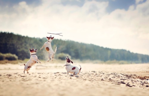 Three dogs play on a sandy beach, jumping to catch a stick against a backdrop of trees and a cloudy sky.