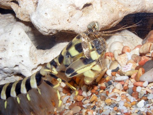 A close-up of a large, striped marine creature with a rocky background and small pebbles on the ocean floor.