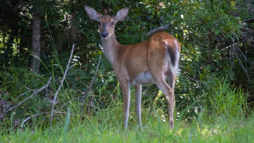 A deer stands in a grassy area, surrounded by trees and foliage, looking back at the camera.
