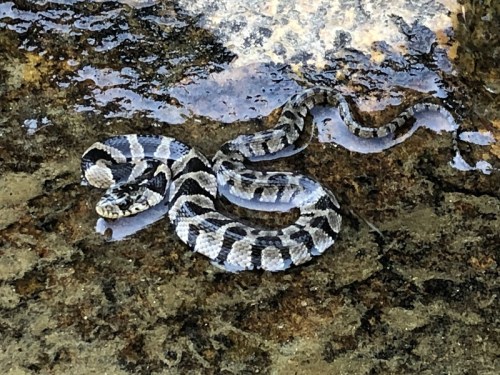 A striped snake resting on a rocky surface near water, blending into its natural environment.