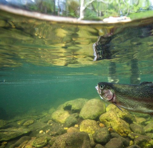 A fish swimming underwater near a rocky riverbed, with sunlight filtering through the water's surface.