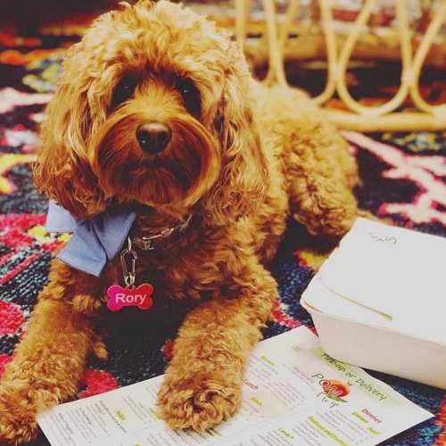 A fluffy brown dog with a blue bandana lies next to a takeout menu on a colorful rug.