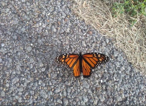 A vibrant orange and black monarch butterfly resting on a gravel surface.
