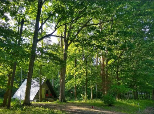 A cozy cabin nestled among tall green trees in a lush forest, with sunlight filtering through the leaves.