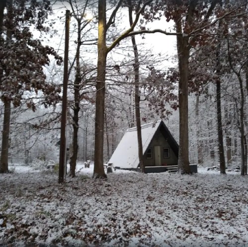 A cozy cabin in a snowy forest, surrounded by trees with fallen leaves and a blanket of fresh snow on the ground.