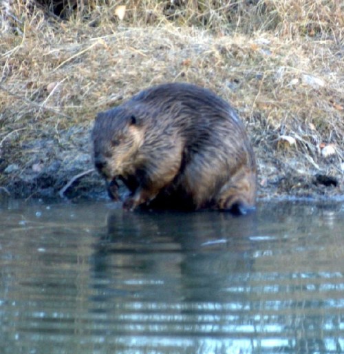 A beaver stands near the water's edge, partially submerged, with a background of dry grass and trees.