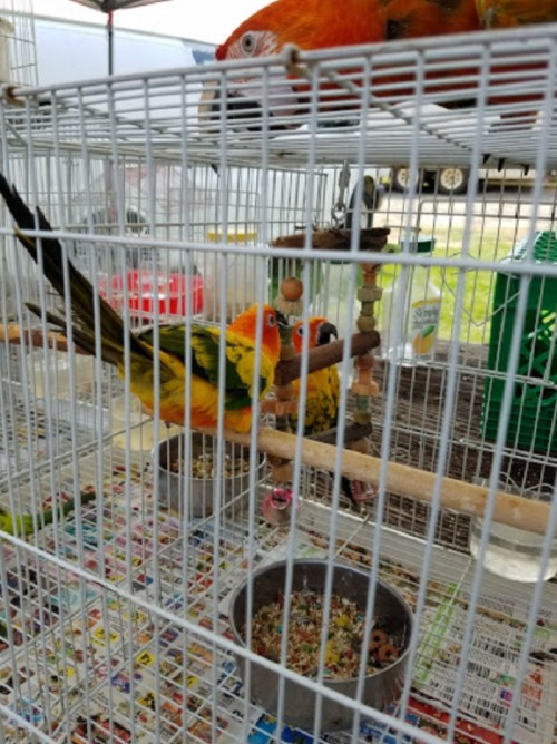 Two colorful birds perched in a cage, surrounded by food bowls and toys, with another bird visible above.