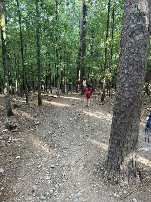 A person in a red shirt walks along a dirt trail through a dense forest of tall trees.