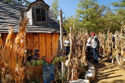 A rustic wooden cabin surrounded by corn stalks, with people exploring the area on a sunny day.