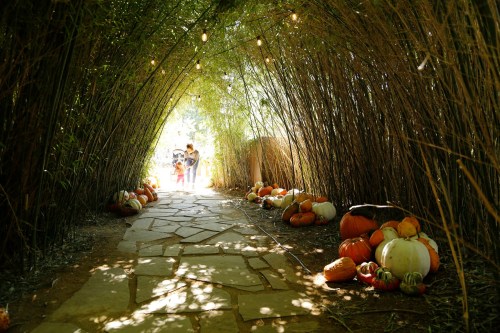 A pathway lined with pumpkins leads through a bamboo tunnel, with sunlight filtering in and people walking in the distance.