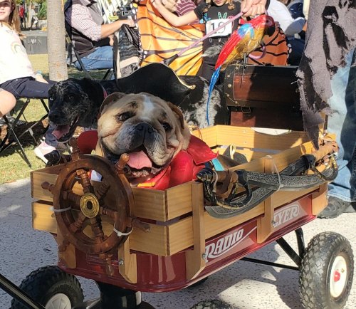 A bulldog and a black dog sit in a decorated wagon, resembling a pirate ship, with a steering wheel and colorful accessories.