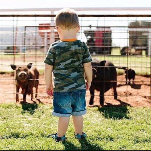 A young child in a camo shirt stands by a fence, watching pigs in a farmyard setting.