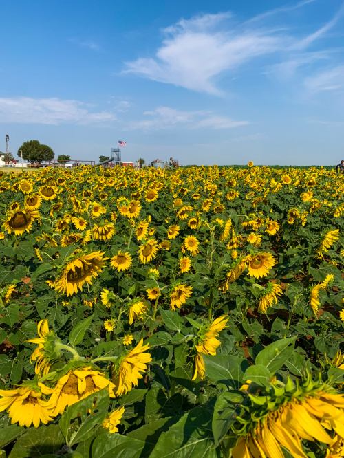A vibrant field of sunflowers under a blue sky with a few clouds, stretching towards the horizon.