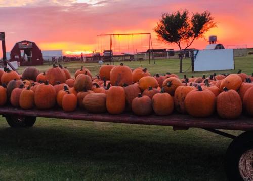 A cart filled with pumpkins sits on green grass under a vibrant sunset sky.
