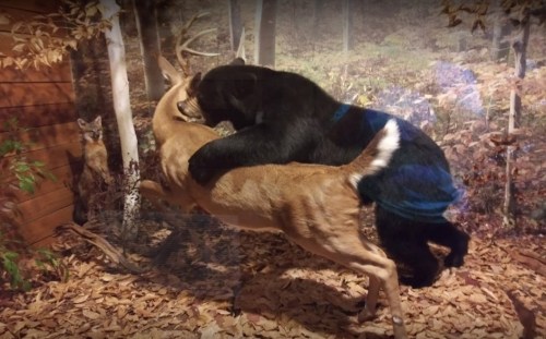 A black bear is seen interacting with a deer in a forest setting, surrounded by autumn leaves and trees.