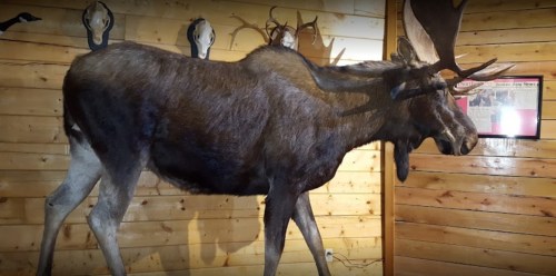 A mounted moose displayed against a wooden wall, with animal heads mounted above it.