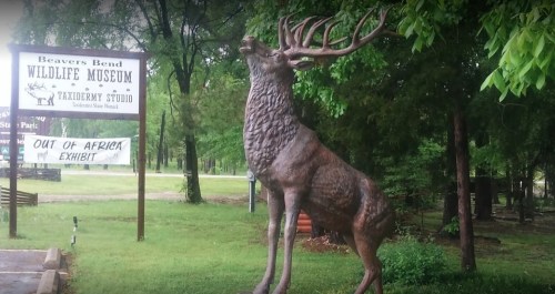A large bronze statue of a deer stands in front of the Beavers Bend Wildlife Museum sign surrounded by greenery.