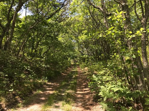 A dirt path winding through a lush, green forest with trees on either side. Sunlight filters through the leaves.