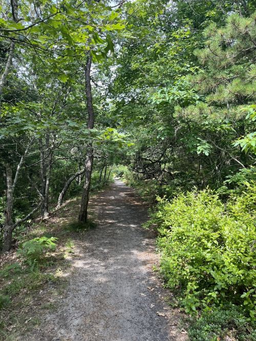 A narrow, winding path through a lush, green forest with trees and shrubs on either side.