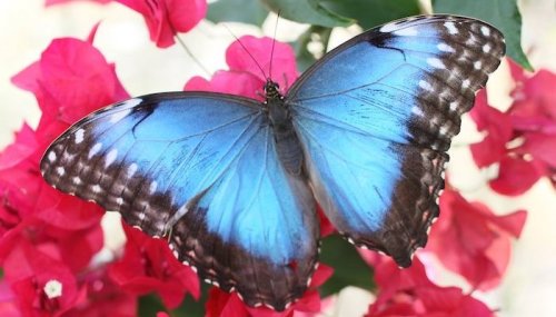 A vibrant blue butterfly perched on bright pink flowers, showcasing its striking wings against a colorful backdrop.